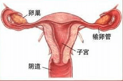 女性生殖器官